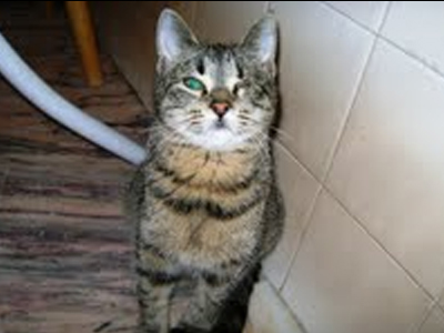 Χάθηκε η Ζεχρά